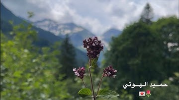 سورة يس- حميد الهوتي 2025