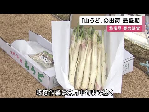 春の味覚・特産品の「山うど」出荷　最盛期　兵庫・豊岡市