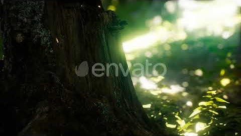 Sunlight Rays Pour Through Leaves in a Rainforest | Motion Graphics - Envato elements