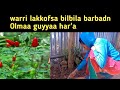 Lakkofsa Bilbila Warri Barbaadan Olmaa Guyyaa Har A Kebekiofficial