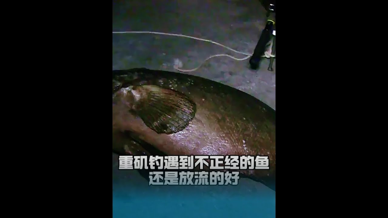重矶钓遇到不正经的大鱼，还是放流了的好 #重矶钓 #重矶钓GT #重矶钓钓巨物 #鳐鱼 #万物皆可种草搜