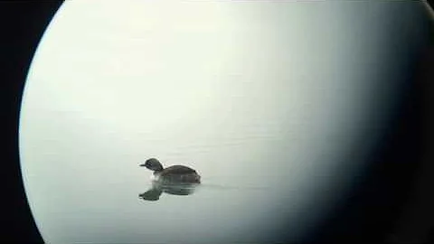 Horned Grebe