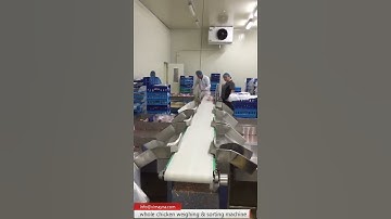 Whole chicken sorting machine weight grading machine