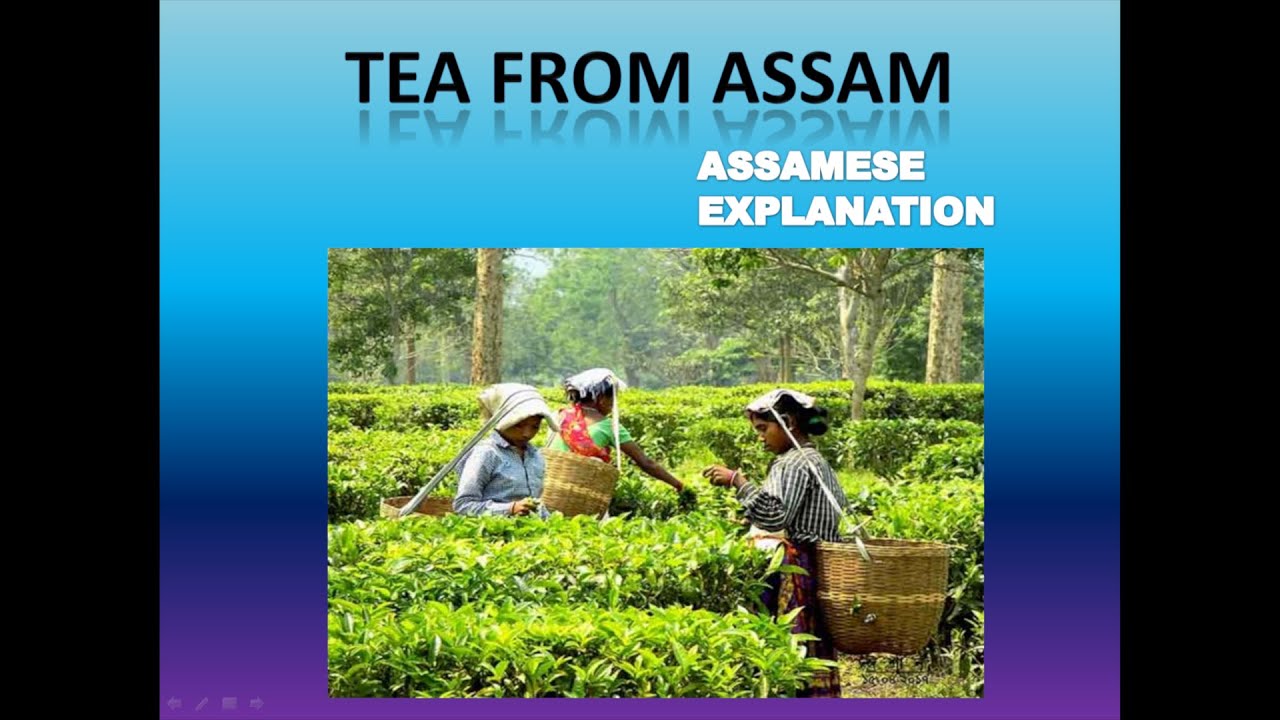 tea of assam essay in english