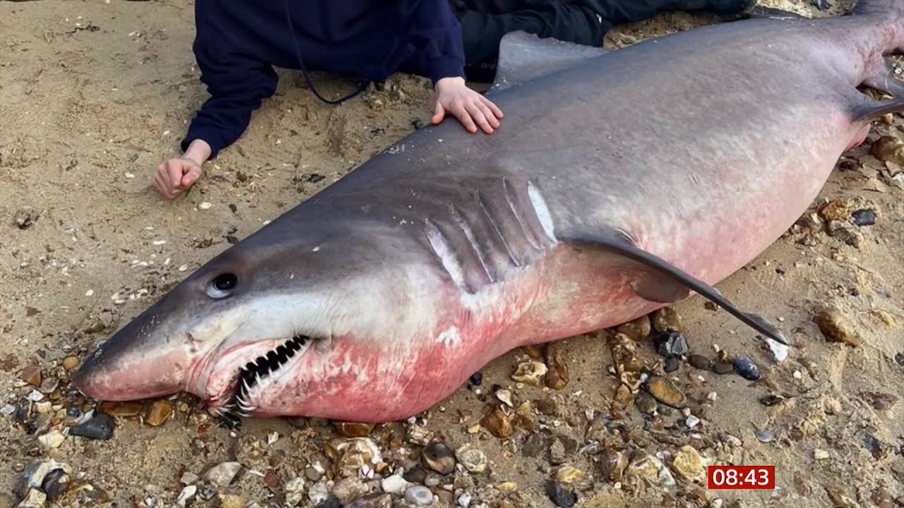 Rare smalltooth sand tiger shark seen in the UK