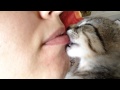 Kitten suckling on my lip