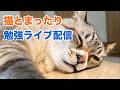 猫とまったり勉強ライブ配信