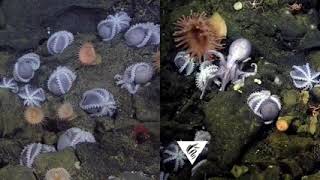 Enhancement Of Octomom Video Artificial Light