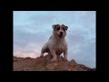 Jesse's Webisode: I need a Hero! - Mini Movie Animal Acting