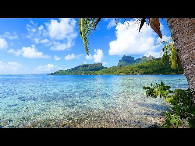 French Polynesia: 3 Hours of Tropical Island Ambience For Relaxation class=