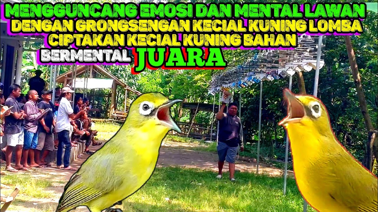 MENGGUNCANG EMOSI DAN MENTAL LAWAN || DENGAN SUARA GRONGSENGAN kecial kuning LOMBA‼️