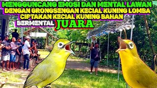 MENGGUNCANG EMOSI DAN MENTAL LAWAN || DENGAN SUARA GRONGSENGAN kecial kuning LOMBA‼️