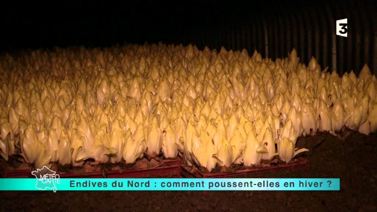 La Ferme aux Chiconnettes - Production d'endives