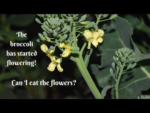 Video: Zijn broccolibloemen eetbaar?