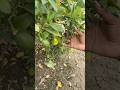 All time kagzi lemon 🍋 #farming #fruit #agriculture #allindiadelivery #gardening #plantnursery