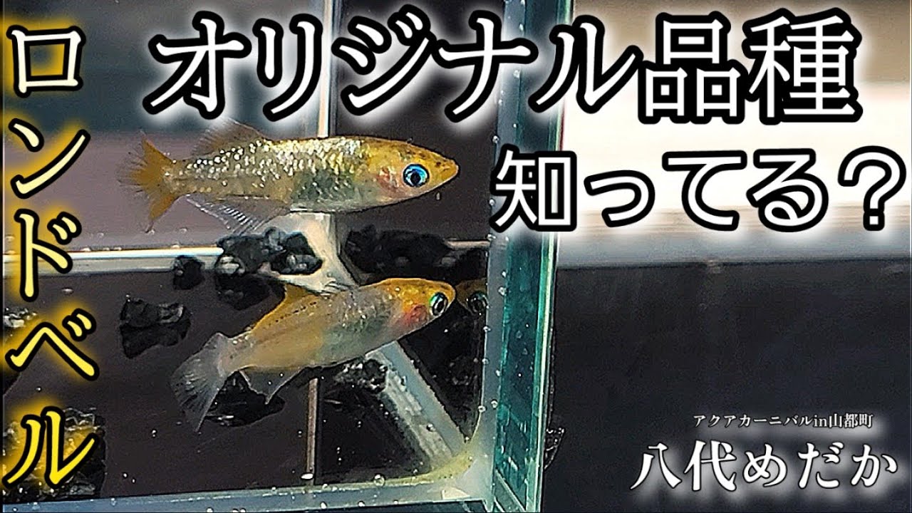 八代めだか】ロンドベル‼️‼️このメダカに失神寸前ですから