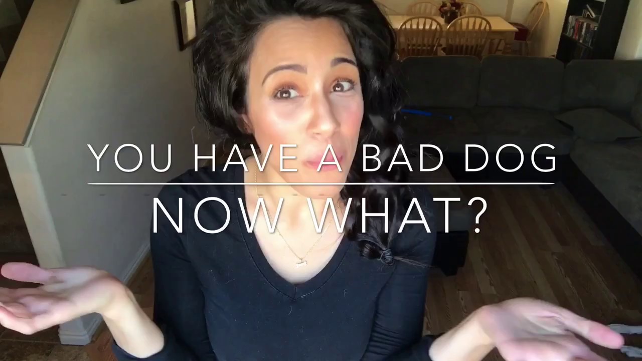 You Have A Bad Dog Now What YouTube you-have-a-bad-dog-now-what-youtube