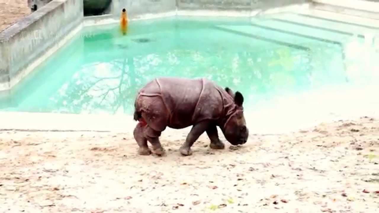 Cute Baby Rhino In Stuttgart Zoo Youtube Cute Baby Rhino In Stuttgart Zoo Youtube