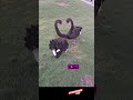 е з џдёЂе ЌгЃ рџ ўй е йµќпјЃBlack Swans Are A Perfect Match пјѓswan е з џдёЂе ЌгЃ рџ ўй е йµќпјЃBlack Swans Are A Perfect Match пјѓswan