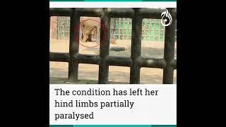 Karachi elephant partially paralyzed from joint pain