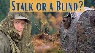 Red Deer Wildlife Photography | Use a Hide or Stalk?