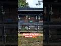 Kandang kelinci bunyi suara mbe🤩🤩 #trending #trendingshorts