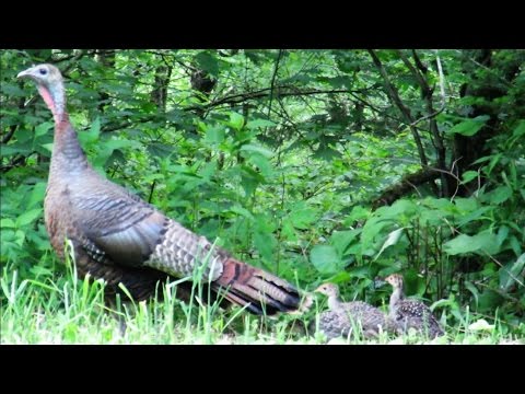 Wild Turkey Hen Assembly Call to Poults