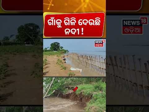 କଟକ ମୁହାଁ ମାଡ଼ି ଆସୁଛି ନଦୀ ! Salepur Chitrotpala River Erosion Cuttack |Cuttack Flood News |Odia News