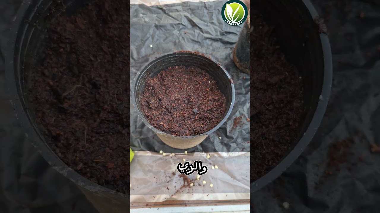 زراعة فلفل المحشي 😂🌶️ #زراعة_الأسطح #plants #اشجار #اكسبلور #garden #زراعة