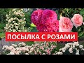 Получила посылку с  РОЗАМИ