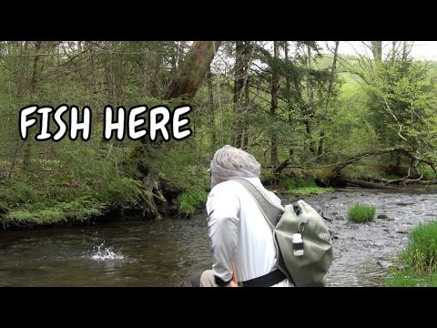 Small Stream Strategy for Wild and Native Trout