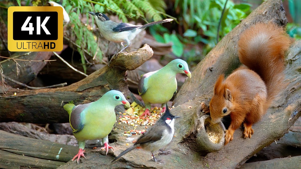 🔴 Cat TV: Birds & Squirrels Visit the Birdtable to Feast🕊️🐿️ Live 12 Hours in 4K 😺