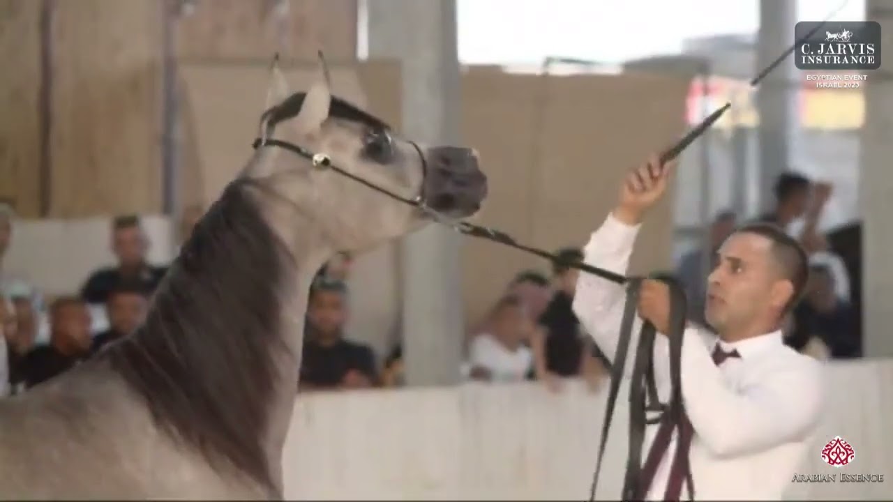 N 36 NASHWA AL HASSAN   Egyptian Event Israel 2023   Yearling Fillies A Class 4