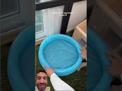 ازاى تربى البط المسكوفى فى البيت