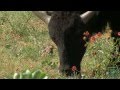 Saving the Southern Plains Bison at Caprock Canyon State Park, Texas