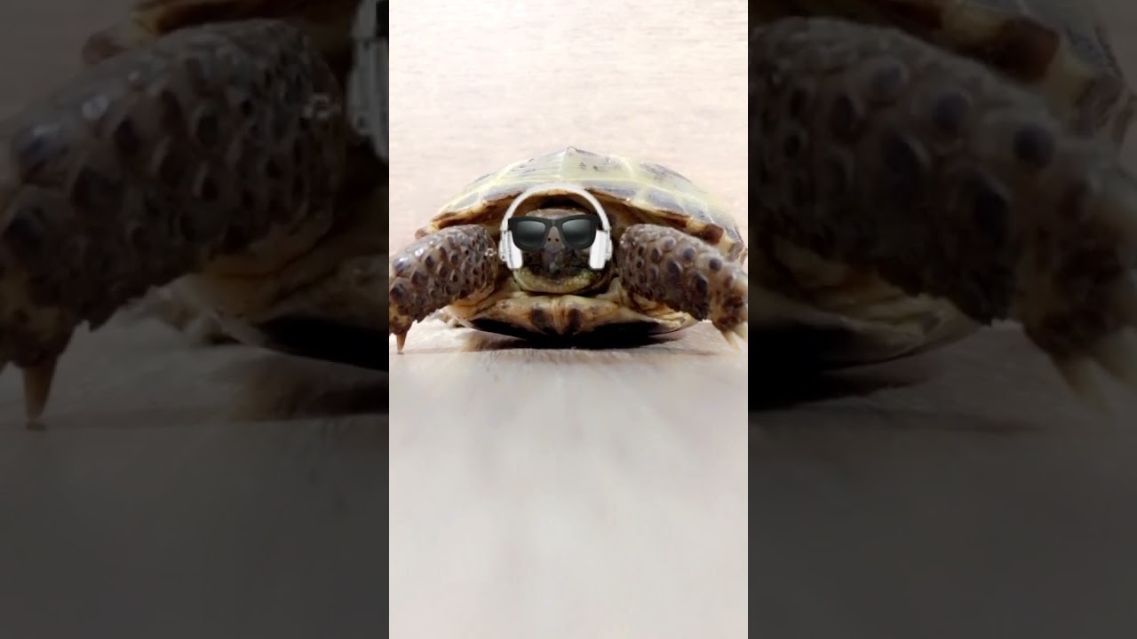 Семён на чиле 😎😅🐢