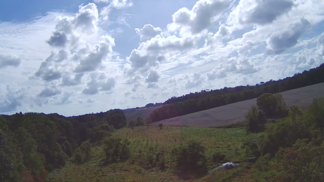 Gillis Falls Tree Planting 2023 3