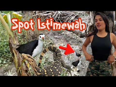 Birtrap ruak-ruak(Suribombok) 