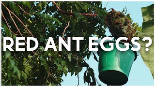 How To Catch And Eat Ant Eggs - Unique Village Food