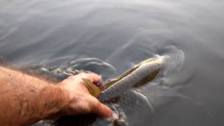 Chub release