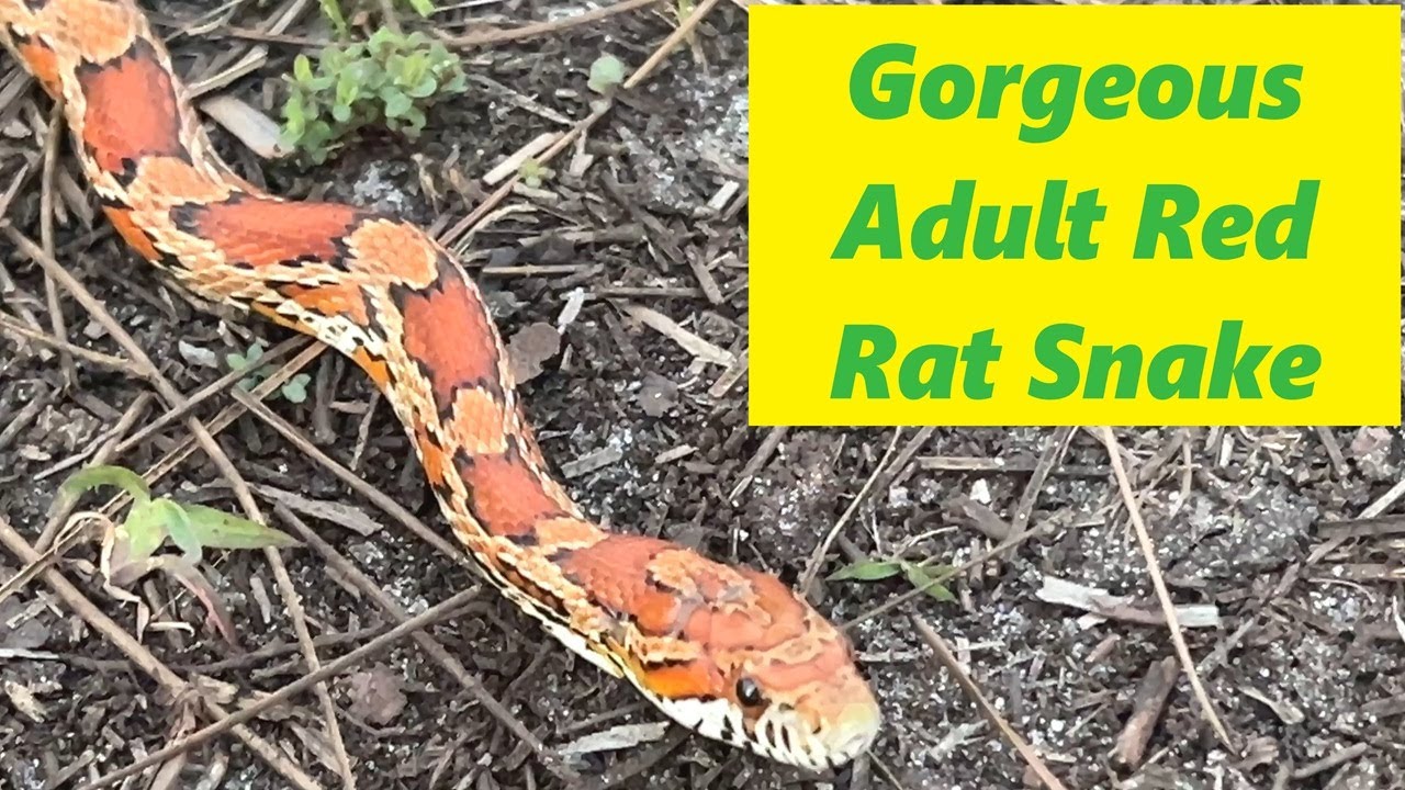 Gorgeous Adult Red Rat Snake - YouTube