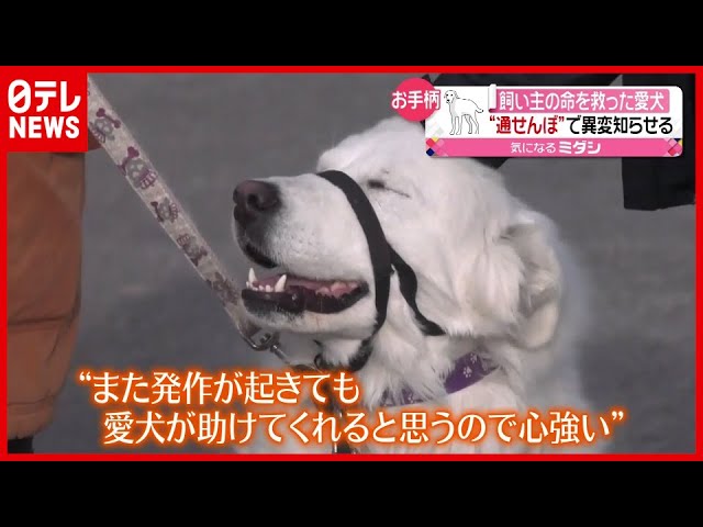 飼い主の命が危ない 愛犬が助け求めた方法とは カナダ 21年3月26日放送 News Every より Youtube