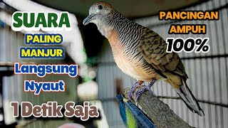 Perkutut Lokal Gacor Suara KUNG Besar paling ampuh bikin Perkutut nyaut gacor jadi bunyi 2 Jam 
