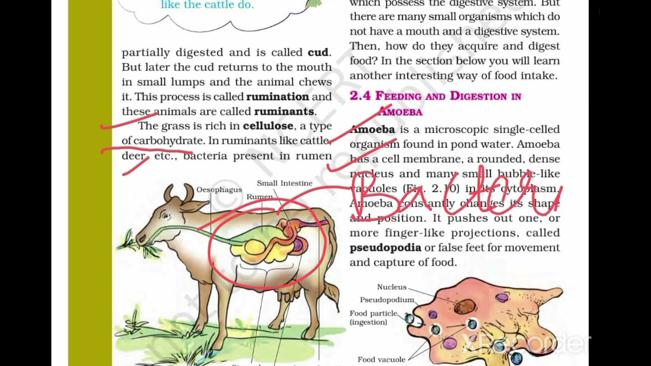 7th Class science ncert chapter 2, Nutrition in animals, digestion in