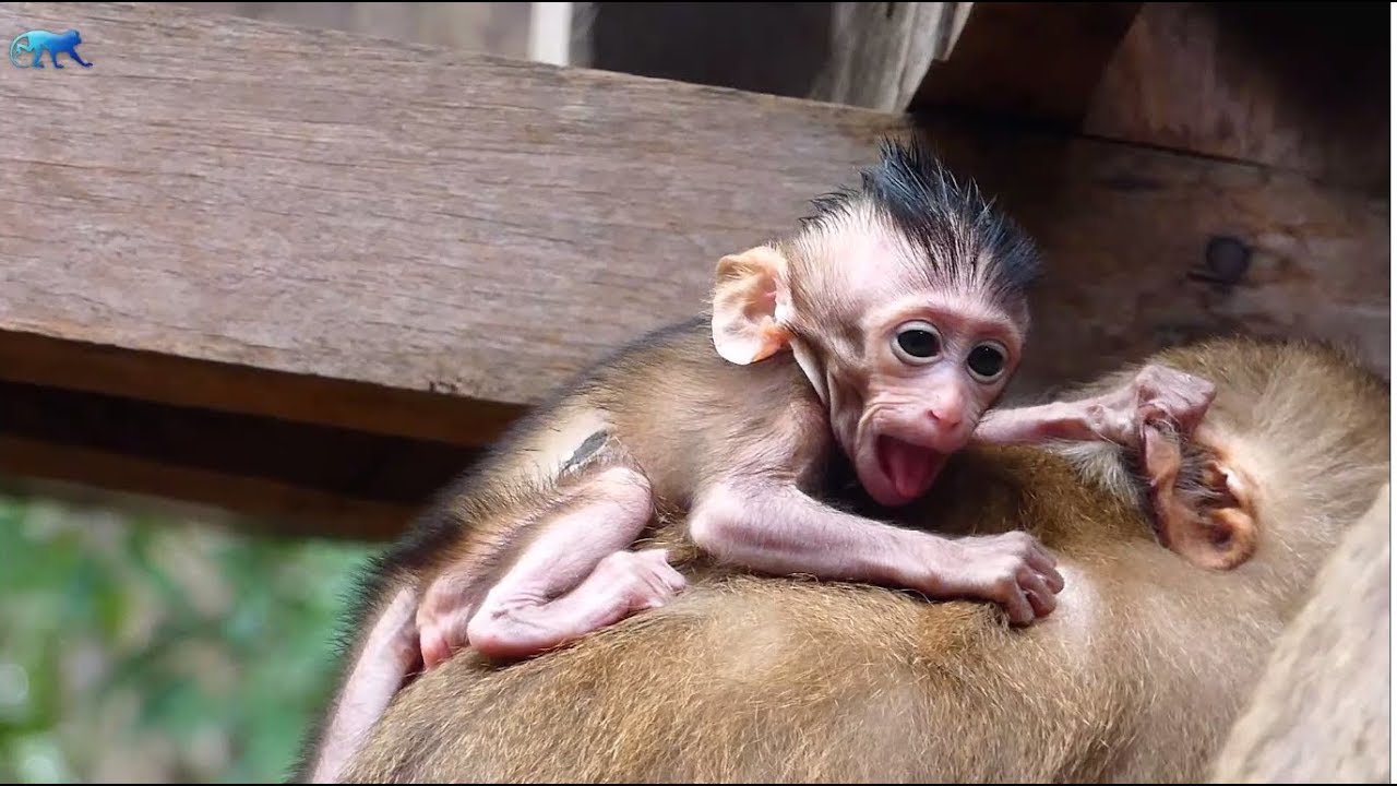 Pity baby monkey Brutus JR shout cry so loudly, Because of Ashley steal the baby from Jill