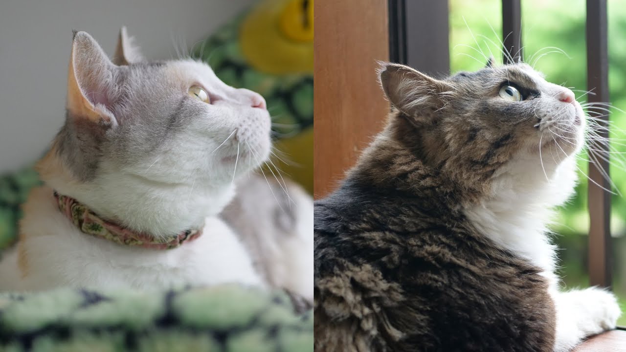 可愛い画像 Cats enjoying the rainfall