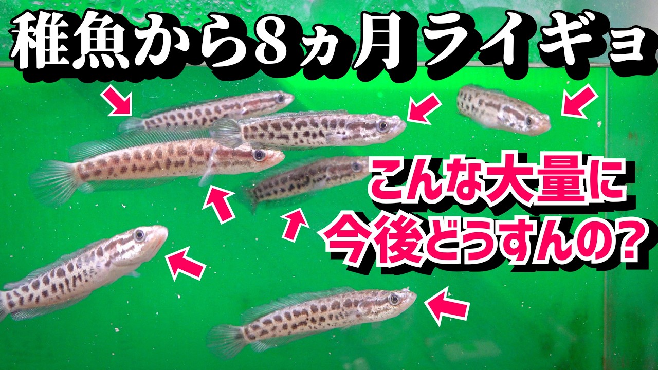稚魚から育てたライギョの今後について…【飼育８ヶ月】