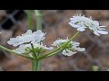 דל קרניים כרמלי פורח  Tordylium carmeli with flowers