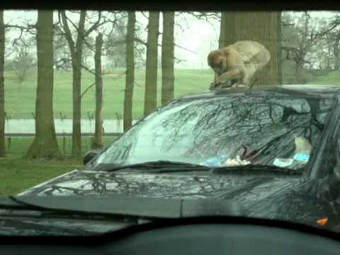 safari park monkeys wreck car