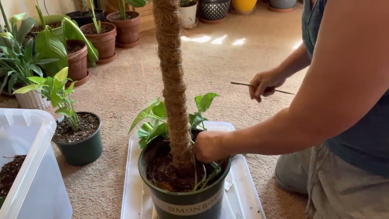 How To Propagate Syngonium White Butterfly